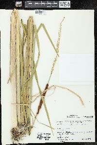 Typha angustifolia image