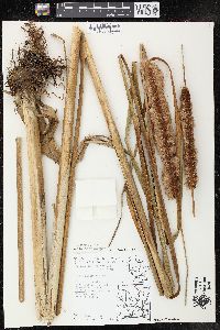 Typha angustifolia image