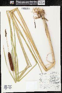 Typha angustifolia image