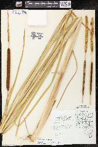 Typha angustifolia image