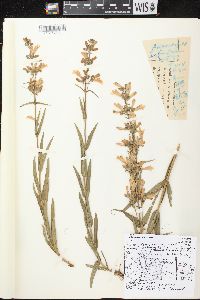 Penstemon gracilis image