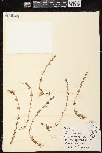 Veronica serpyllifolia subsp. humifusa image