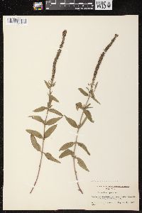 Image of Veronica spicata