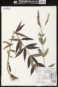 Veronicastrum virginicum image