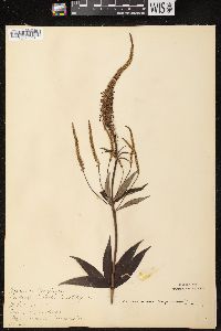 Veronicastrum virginicum image