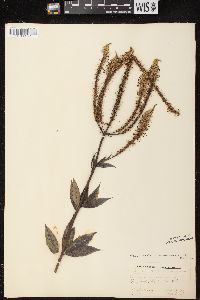 Veronicastrum virginicum image