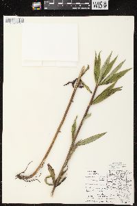 Veronicastrum virginicum image