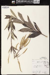 Veronicastrum virginicum image