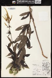 Veronicastrum virginicum image