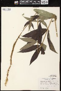 Veronicastrum virginicum image