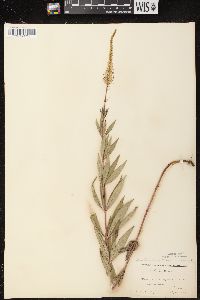 Veronicastrum virginicum image