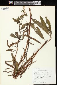 Rumex verticillatus image