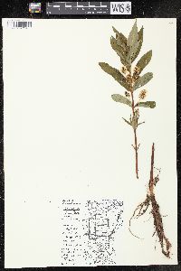 Lysimachia thyrsiflora image