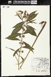 Lysimachia thyrsiflora image