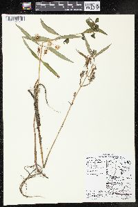 Lysimachia thyrsiflora image