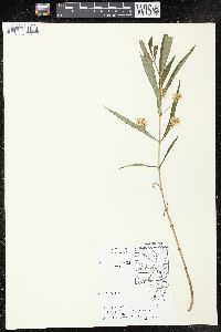 Lysimachia thyrsiflora image