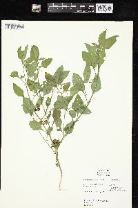 Solanum ptychanthum image