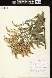Solidago canadensis var. scabra image