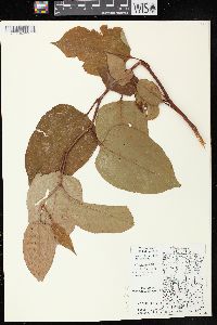 Reynoutria japonica image