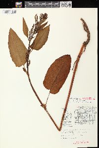 Rumex obtusifolius image