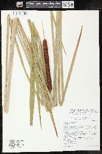 Typha × glauca image