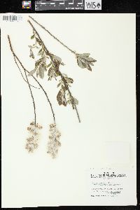 Salix humilis var. tristis image