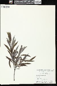 Salix petiolaris image