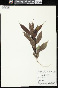 Salix lucida image