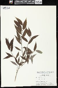 Salix lucida image