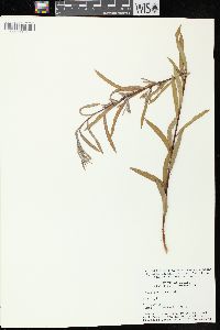 Salix petiolaris image