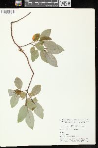 Salix pyrifolia image