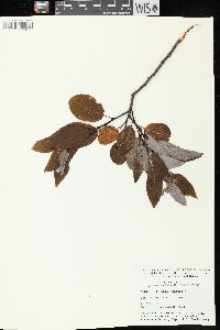 Salix pyrifolia image