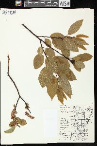 Salix pyrifolia image