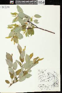 Salix pyrifolia image