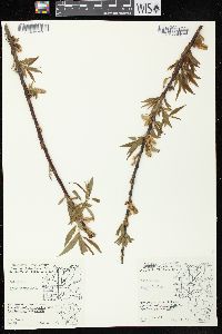 Salix lucida image