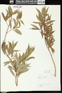 Salix petiolaris image