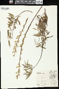 Salix petiolaris image