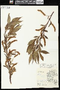 Salix lucida image