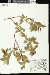 Salix serissima image