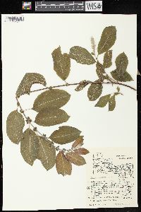 Salix bebbiana image