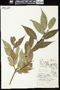 Salix lucida subsp. lucida image