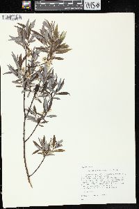 Salix petiolaris image