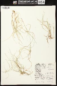 Carex disperma image