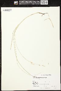 Carex prairea image