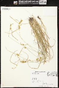 Carex cryptolepis image