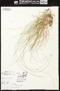 Carex brunnescens subsp. sphaerostachya image