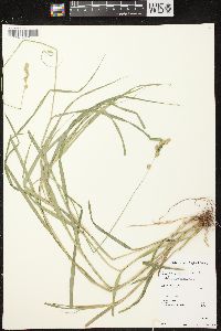 Carex projecta image