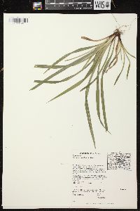 Carex arctata image