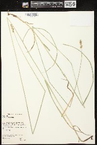 Carex normalis image