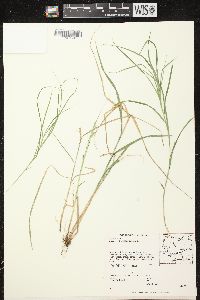 Carex tribuloides var. tribuloides image